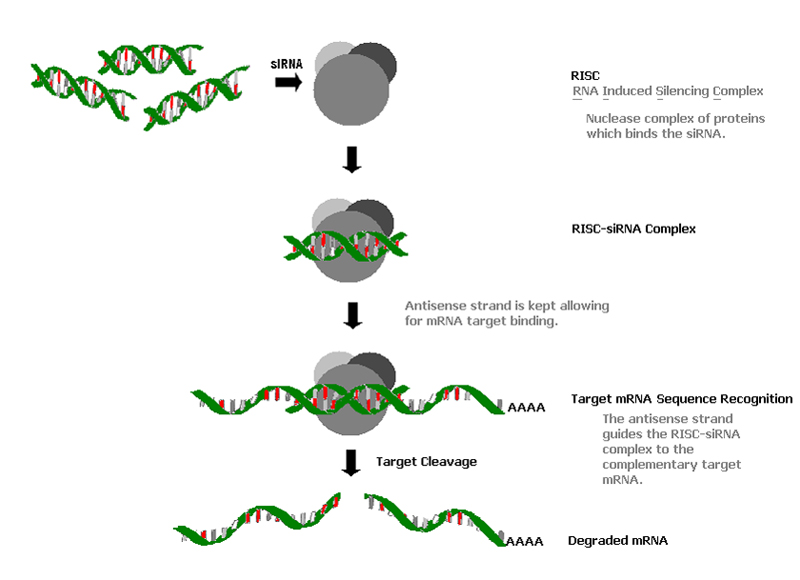 Интерферирующая рнк. РНК сайленсинг. РНК интерференция. Sirna. Сборка комплекса RISC из Sirna и белков.