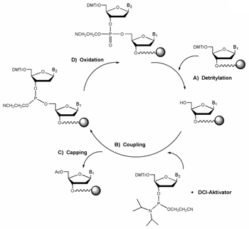 synthesis cycle
